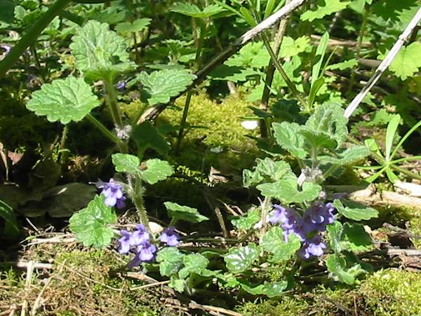 Howardian Local Nature Reserve Bugle