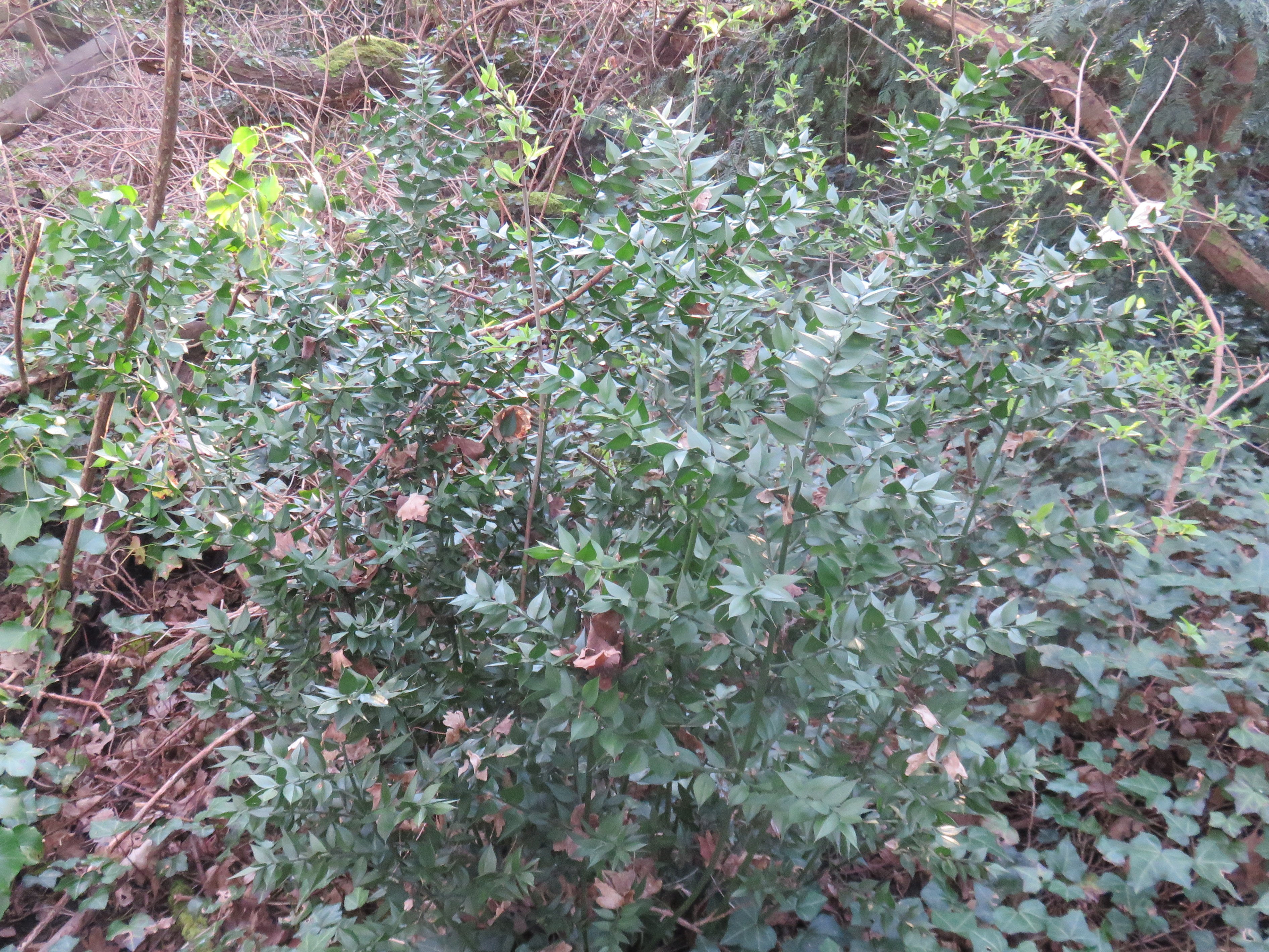 Howardian Local Nature Reserve Butcher's Broom