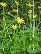 Lesser Celandine