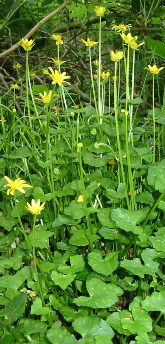 Howardian Local Nature Reserve Lesser Celandine