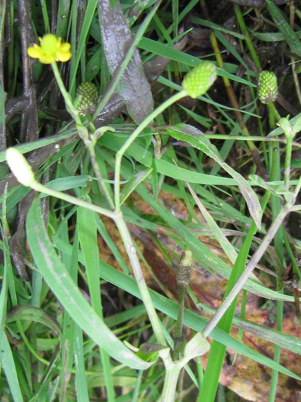 Howardian Local Nature Reserve Celery-leaved Buttercup