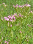 Common Centaury