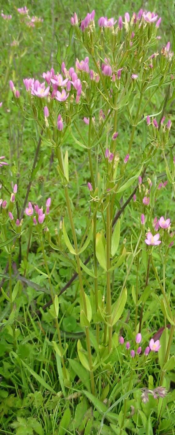 Howardian Local Nature Reserve Common Centaury
