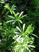 Cleavers, Goose Grass