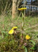 Coltsfoot