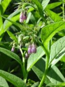 Comfrey