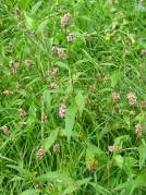 Common Persicaria