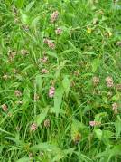 Common Persicaria