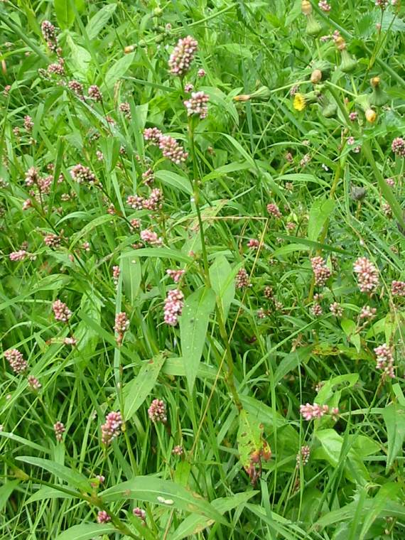Howardian Local Nature Reserve Common Persicaria