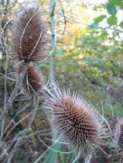 Teasle seedhead