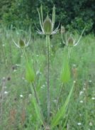 Common Teasel