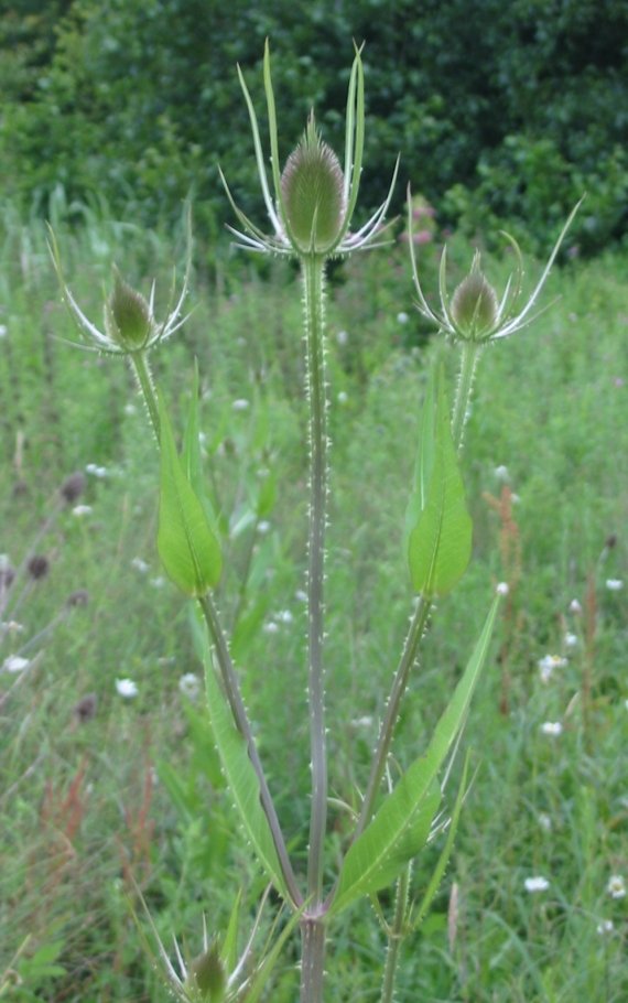 Howardian Local Nature Reserve Common Teasel