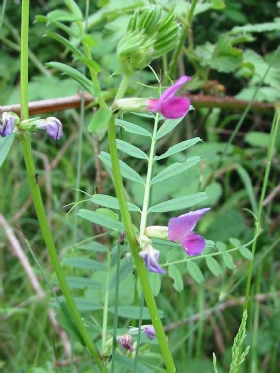 Howardian Local Nature Reserve Common Vetch