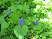 Common Violet