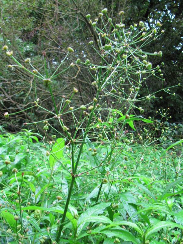 Howardian Local Nature Reserve Common Agrimony