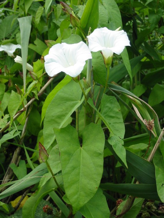 Howardian Local Nature Reserve Greater Bindweed