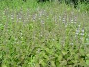 Corn Mint