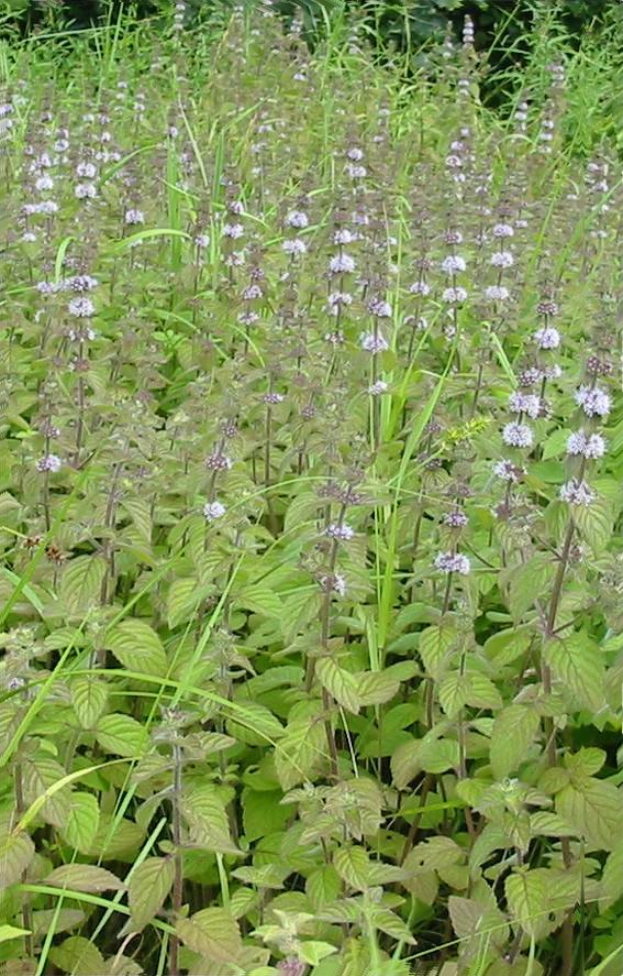 Howardian Local Nature Reserve Corn Mint