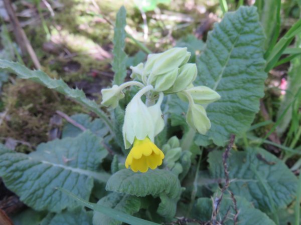 Howardian Local Nature Reserve Cowslip