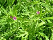 Cut-leaved Cranesbill