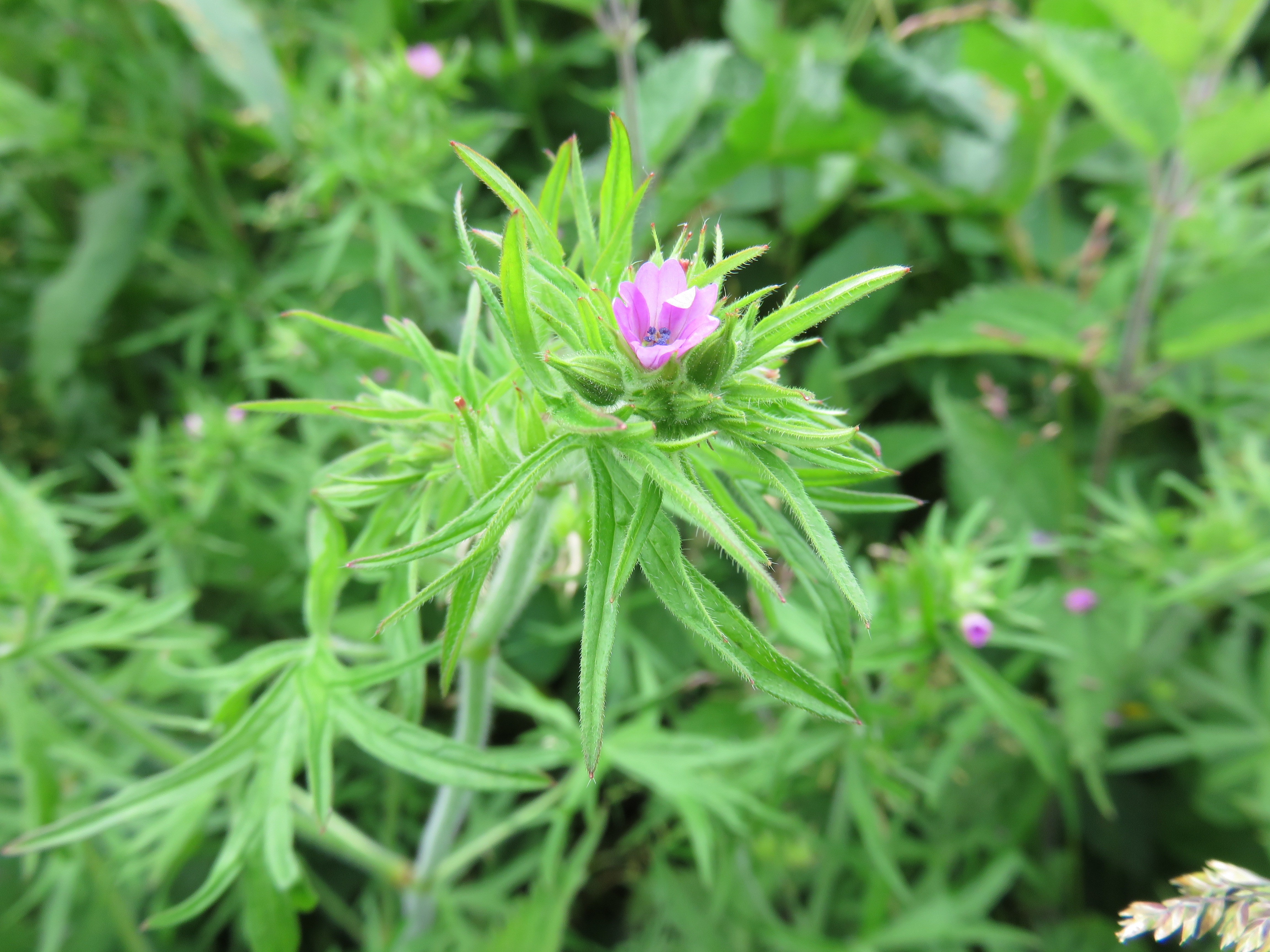 Howardian Local Nature Reserve Cut-leaved cranesbill