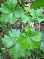 Shining Cranesbill