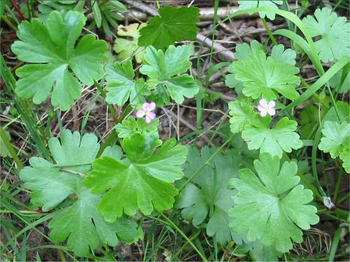 Howardian Local Nature Reserve Shining Cranesbill