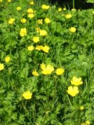 Creeping Buttercup