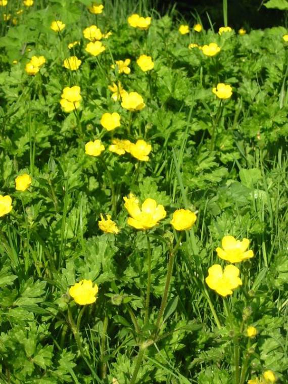 Howardian Local Nature Reserve Creeping Buttercup