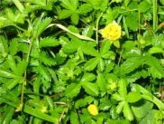 Creeping Cinquefoil