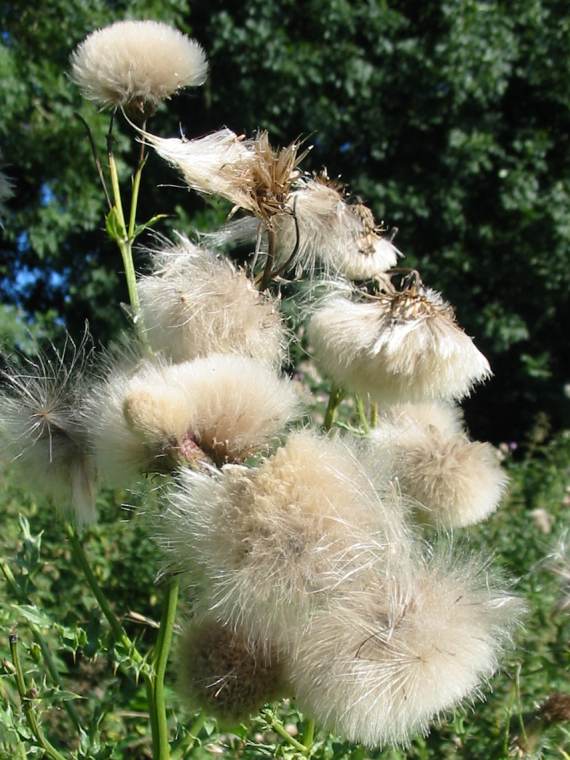 Howardian Local Nature Reserve Creeping Thistle