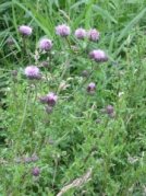 Creeping Thistle