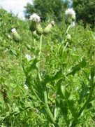 White Creeping Thistle