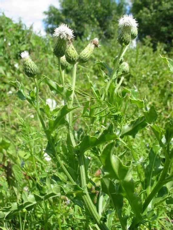 Howardian Local Nature Reserve White Creeping Thistle