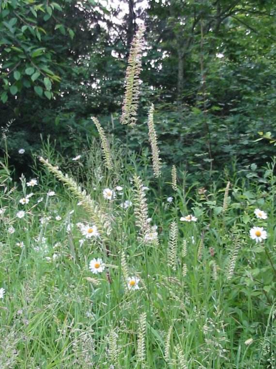 Howardian Local Nature Reserve Crested Dog's-tail