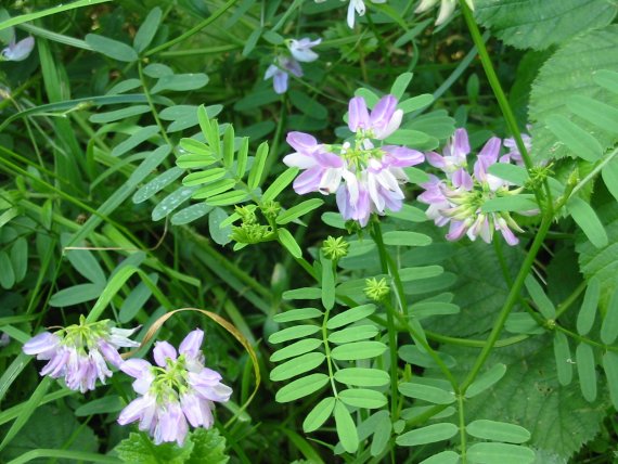 Howardian Local Nature Reserve Crown Vetch