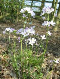 Lady's Smock, Cuckoo Flower