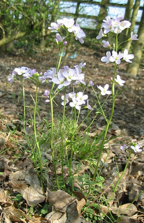 Howardian Local Nature ReserveLady's SmockCuckoo Flower