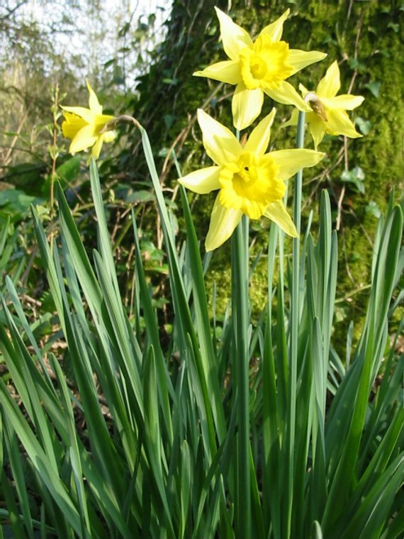 Howardian Local Nature Reserve Daffodil
