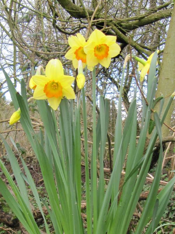 Howardian Local Nature Reserve Daffodil
