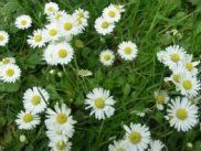 Common Daisy