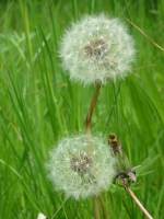 Dandelion seedhead