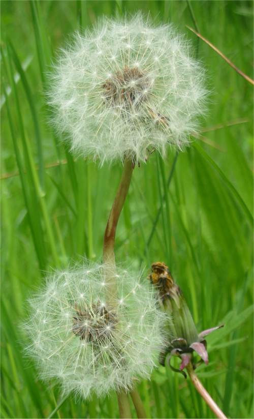 Howardian Local Nature Reserve Dandelion