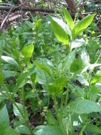 Dog's Mercury