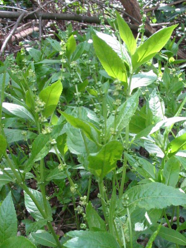 Howardian Local Nature Reserve 
Dog's Mercury