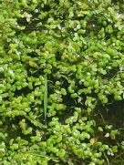 Lesser Duckweed