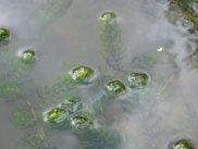 Pond Weed