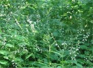 Enchanter's Nightshade