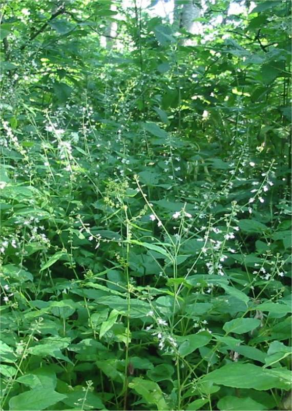 Howardian Local Nature Reserve Enchanter's Nightshade