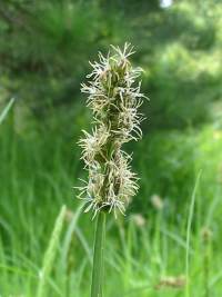 False Fox Sedge